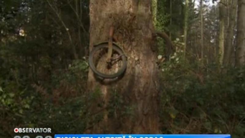 Copacul care a adoptat o bicicleta. Arborele atrage mii de turisti in Washington