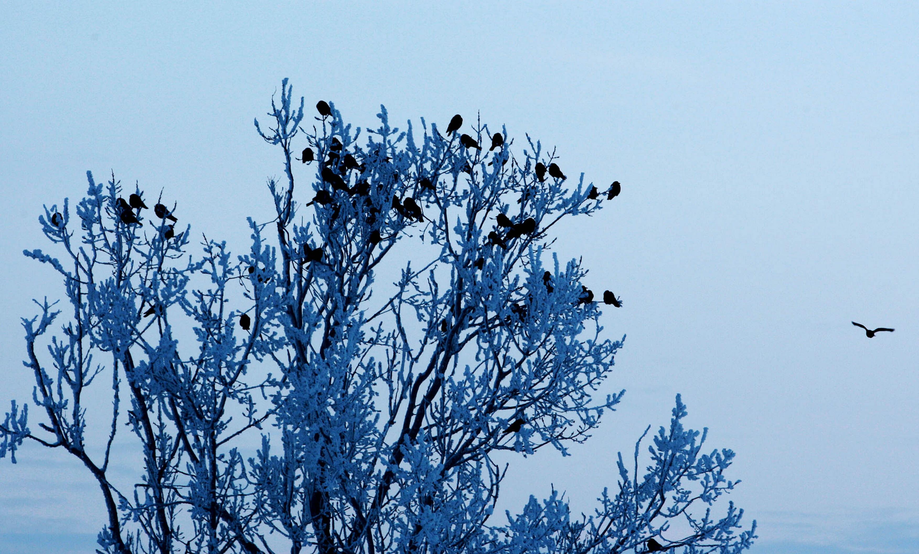 Ger in Harghita: -26 grade Celsius.La Intorsura Buzaului au fost, in aceasta dimineata, -28,3 grade Celsius