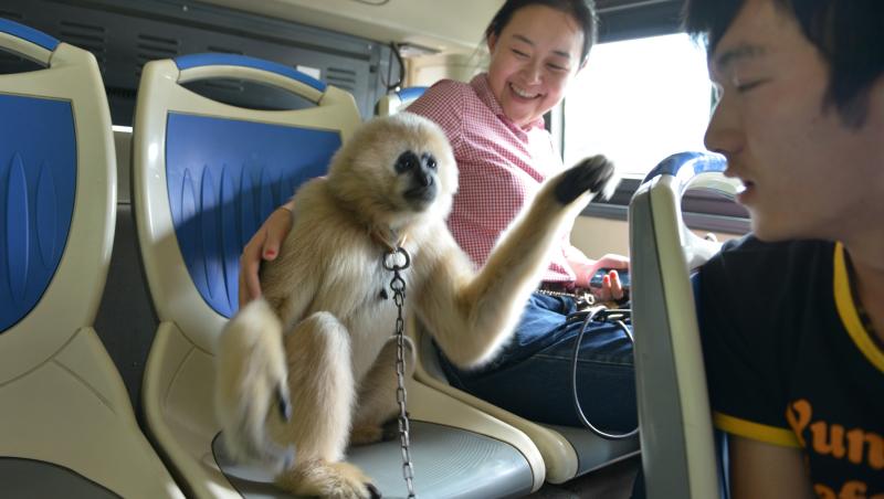 FOTO! Maimutele din China calatoresc cu stil, in autobuz