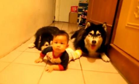 Video ADORABIL: Un bebelus este invatat de doi caini husky sa mearga de-a busilea