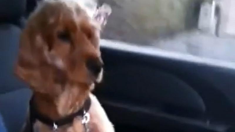 Prietenie canina: Un coker spaniel isi protejeaza stapanul de eventuale incidente in trafic