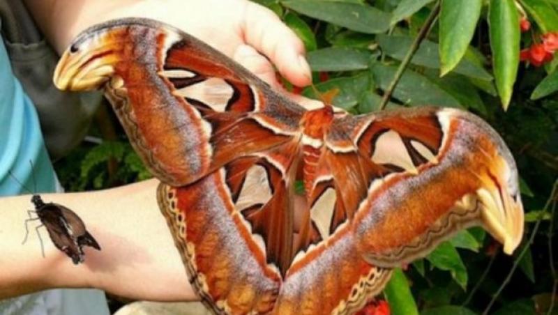 Impotriva legilor firii: Combinatie de fluture si sarpe, creatura ciudata ce i-a speriat pe chinezi