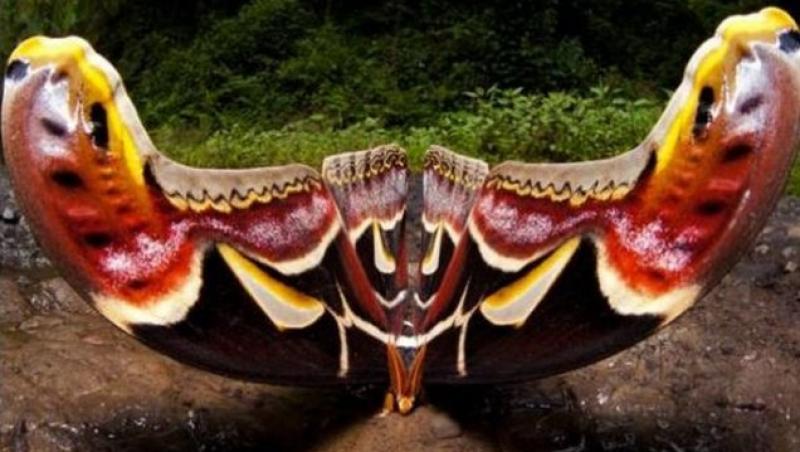 Impotriva legilor firii: Combinatie de fluture si sarpe, creatura ciudata ce i-a speriat pe chinezi