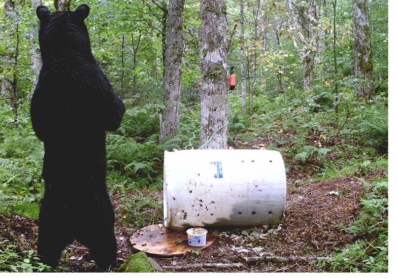 Pentru cine vrea sa creada: un om a tras de limba un urs!!! La propriu!