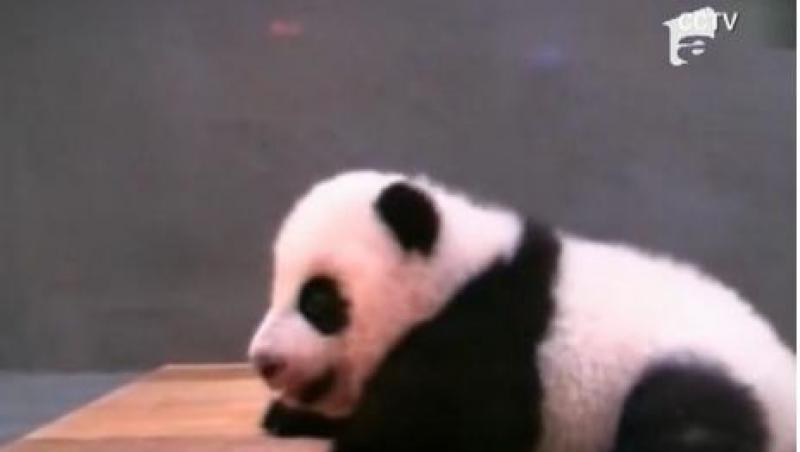 EMOTIONANT! Un pui de panda, filmat in timp ce facea primii pasi