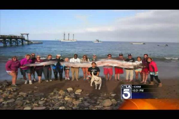 FOTO! Creatura uriasa, de aproape sase metri, descoperita in apropiere de California