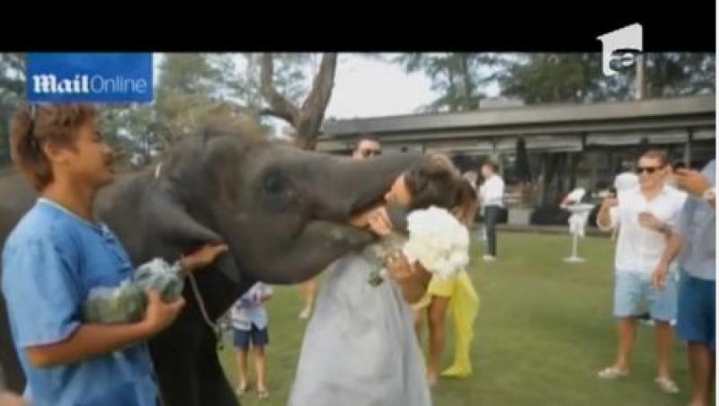 Surpriza in ziua nuntii: Imbratisare de elefant... la propriu