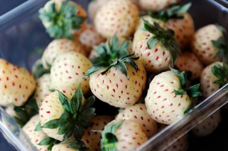 Pineberries, o combinatie surprinzatoare de capsuni si ananas!