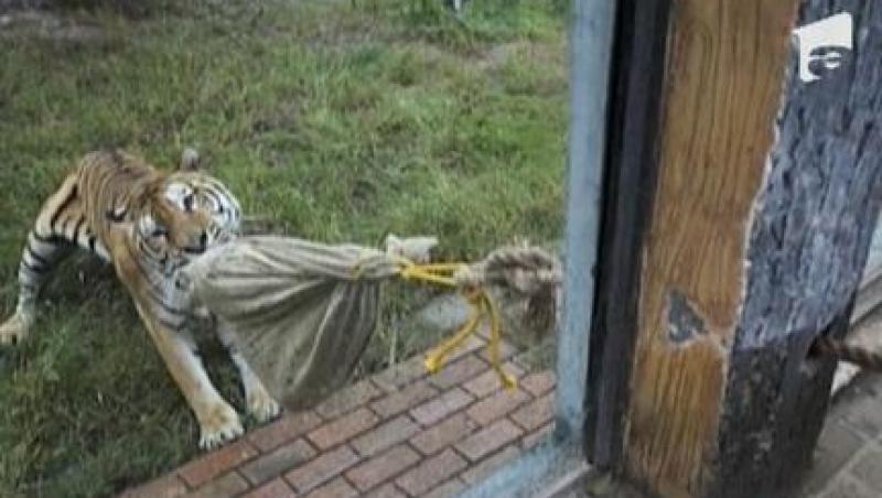 China: Vizitatorii isi pot masura puterile cu tigrii de la o gradina zoologica