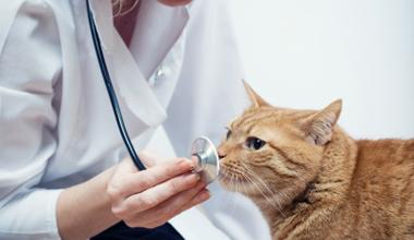 Britanicii dau 850 mil. euro pentru asigurarea animalelor. Romanii de abia inteleg ce este o asigurare de viata