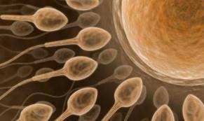 Halterofilia si gradinaritul imbunatatesc fertilitatea masculina