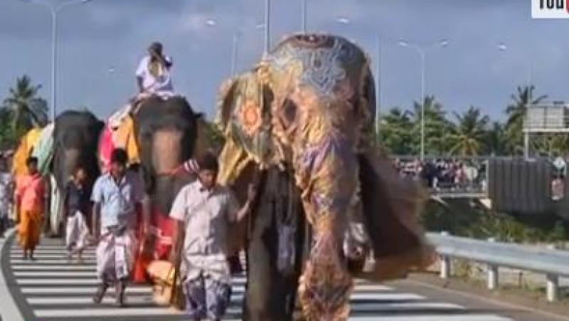 INEDIT! Peste 50 de elefanti au defilat pe cea mai noua autostrada din Sri Lanka