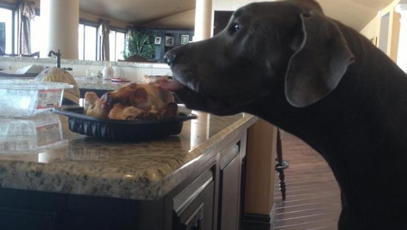 A murit cel mai inalt caine din lume: Adio, Gigantule George!