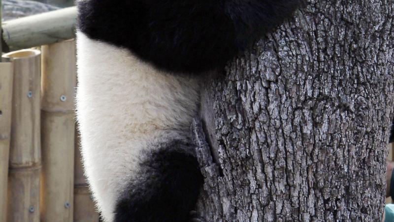 VIDEO! Un pui de urs panda face primii pasi!