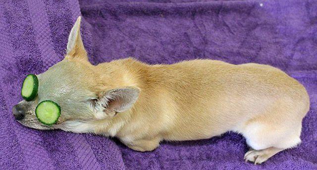 Caini rasfatati cu tratamente faciale si masaje de relaxare in Marea Britanie!