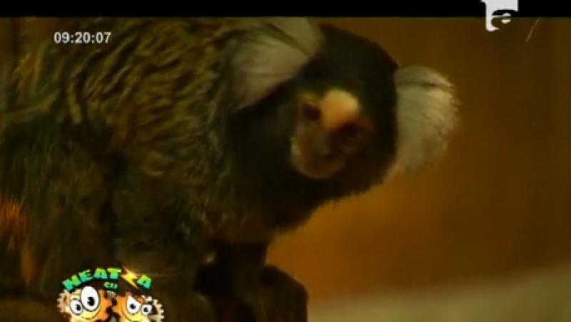 Neatza: Animalele de Gradina Zoologica Bucuresti pot fi urmarite LIVE, pe Internet