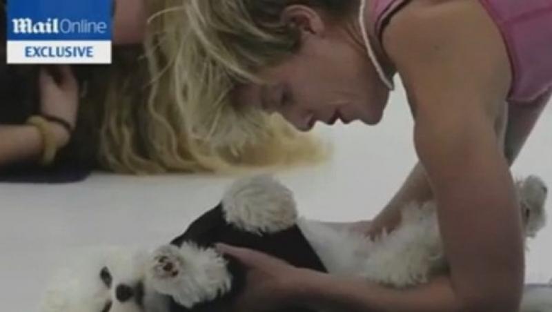 VIDEO! Si cainii au nevoie de relaxare! “Doga”, noul program de yoga pentru patrupede