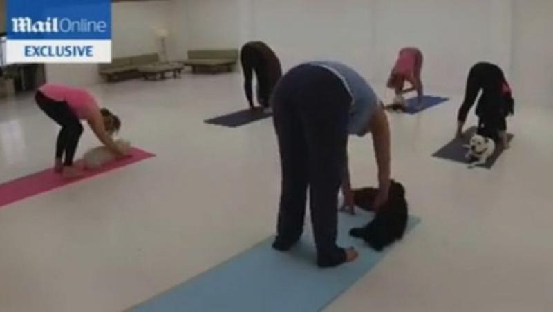 VIDEO! Si cainii au nevoie de relaxare! “Doga”, noul program de yoga pentru patrupede