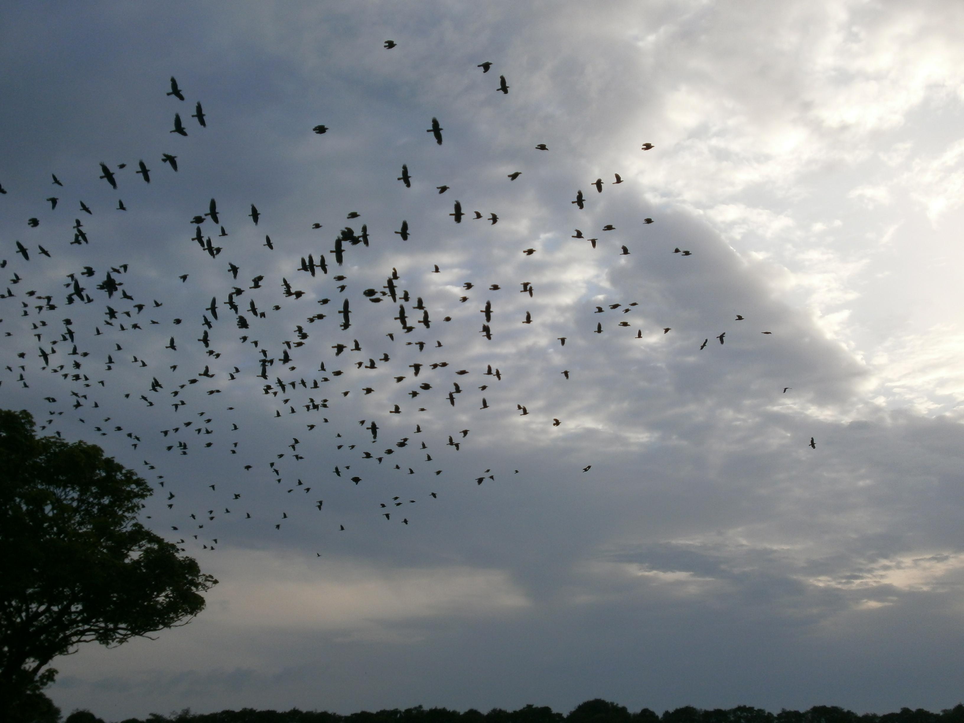 Ciorile din Timisoara, alungate cu impuscaturi transmise la difuzoare