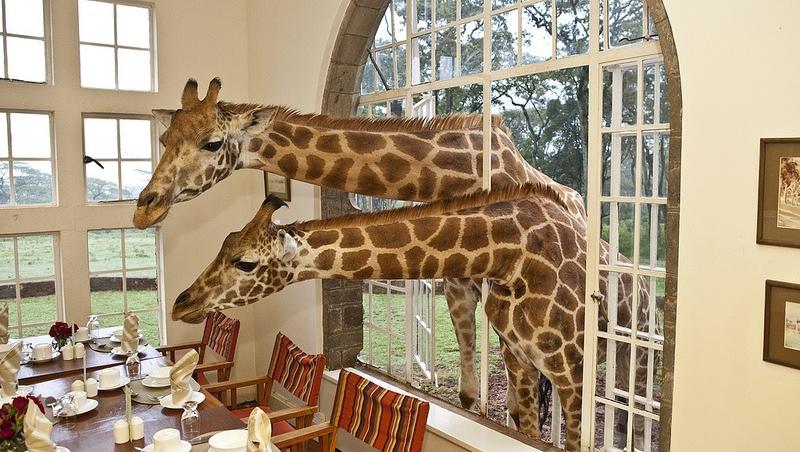 FOTO! In Kenya, iei micul dejun cu GIRAFELE!