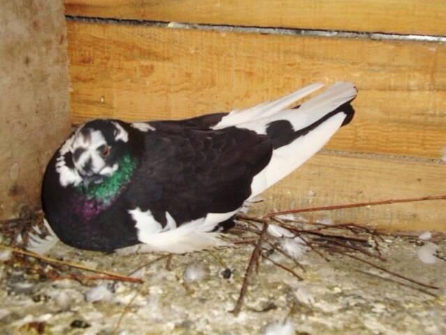 Lily a revenit acasa cu doi ani intarziere. A plecat copil si s-a intors...femela!