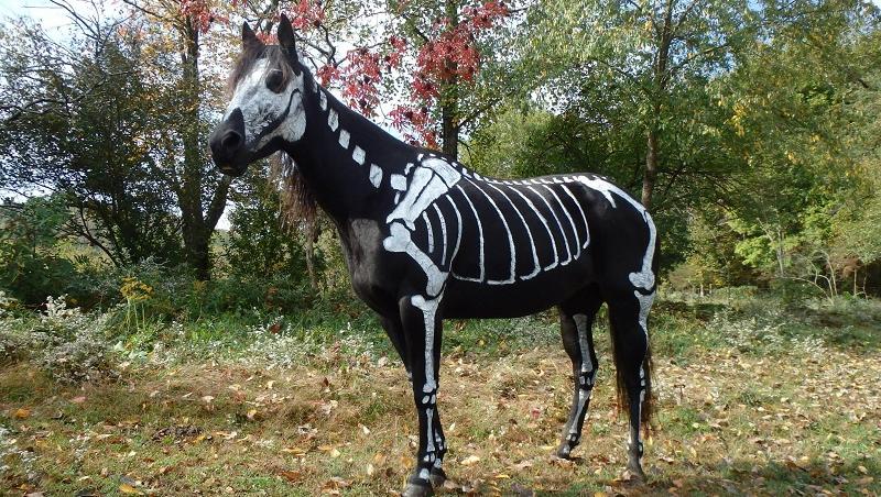 GALERIE FOTO! Un cal deghizat in schelet a facut furori de Halloween!