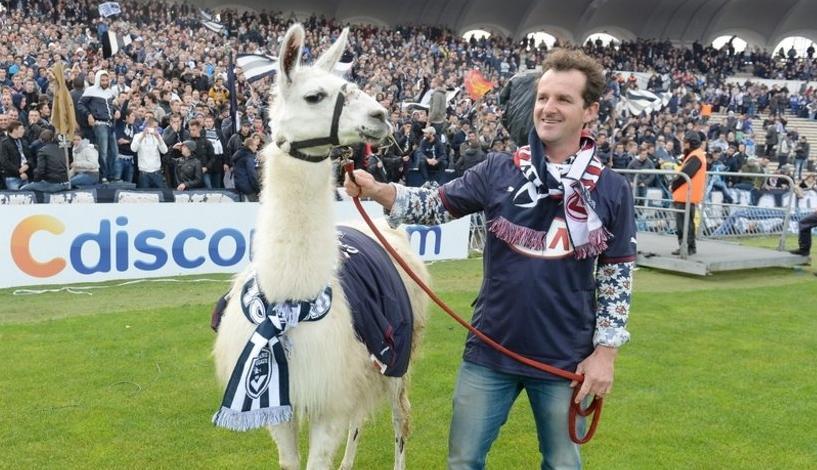 Lama răpită de la un circ din Franţa e &icirc;nnebunită după fotbal! A dat startul meciului dintre Bordeaux şi Nantes
