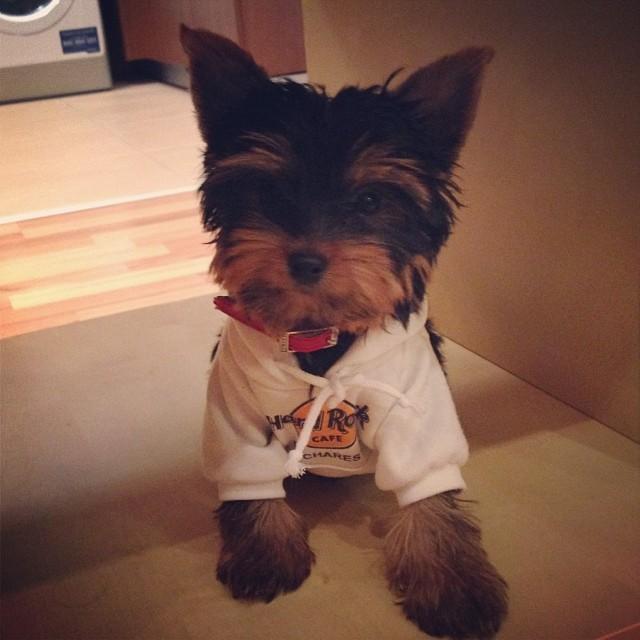 VIDEO! Patruped cu personalitate.Căţelul Lorei a &icirc;nceput să se urce pe masă!