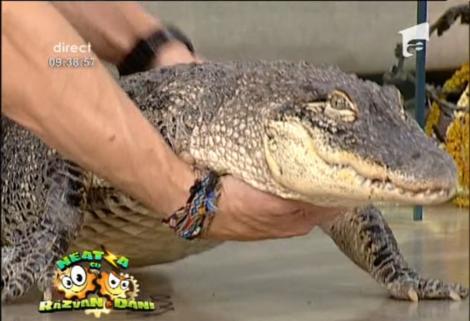 Moment spectaculos la ”Neatza”! Dani a luat în brațe un crocodil!