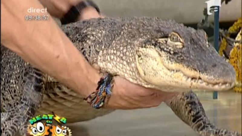 Moment spectaculos la ”Neatza”! Dani a luat în brațe un crocodil!