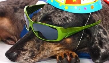 Industria care a sfidat criza: Oamenii nu renunta la ingrijirea animalului de companie