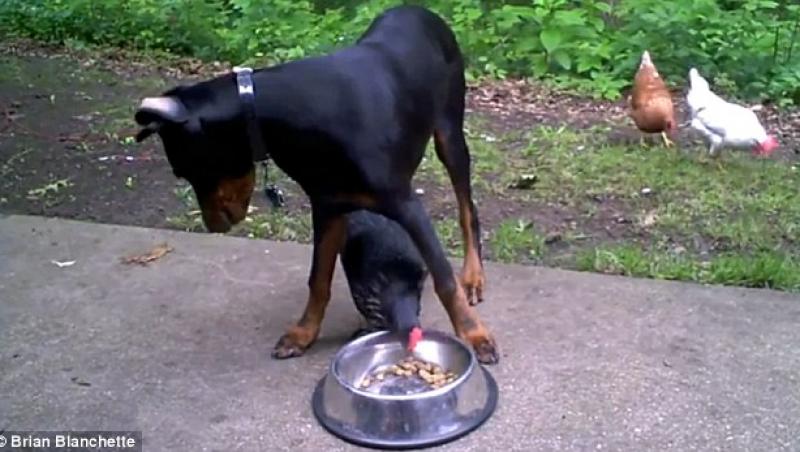 VIRAL! Creier de gaina si... nu prea! O inaripata i-a furat mancarea de sub nas unui Doberman