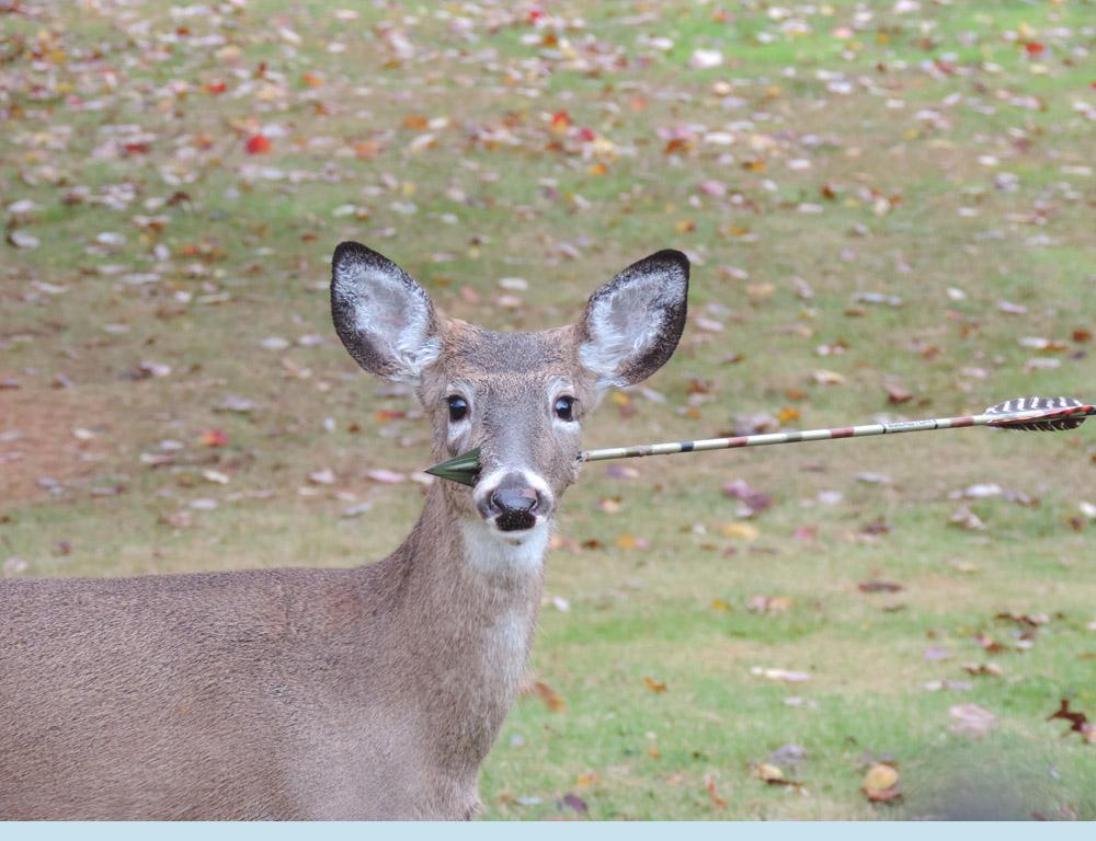 Mai ceva ca &icirc;n desene animate! &rdquo;Bambi &rdquo;merge nestingherită răpusă de o sageată