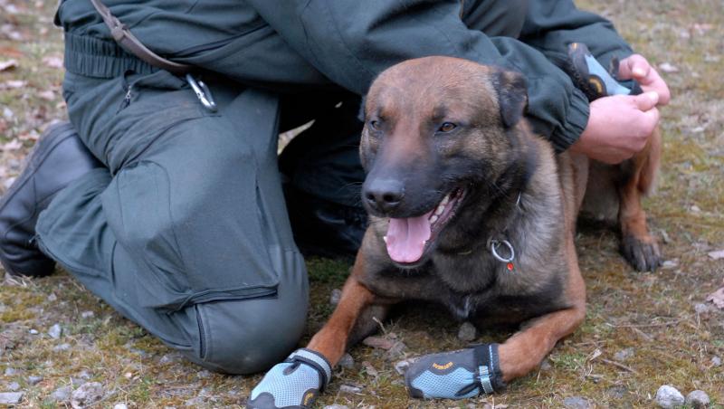 Câine poliţist în Marea Britanie