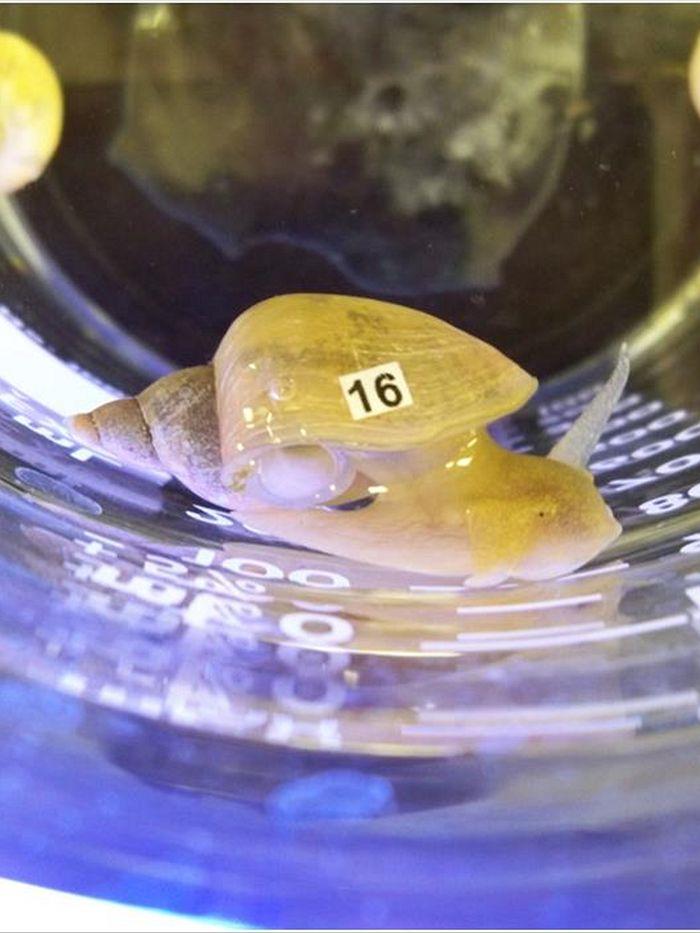 Melcii stresați devin uituci!