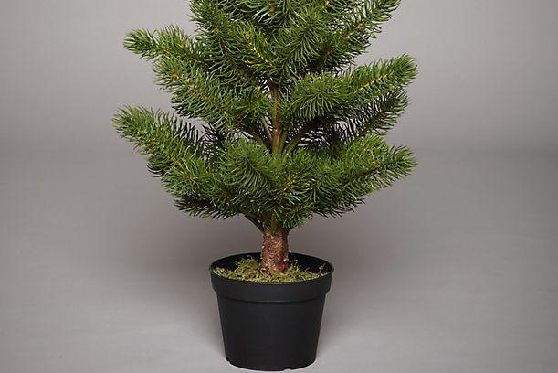 Să ne inspirăm de la americani! &Icirc;n SUA, brazii de Crăciun se &icirc;nchiriază