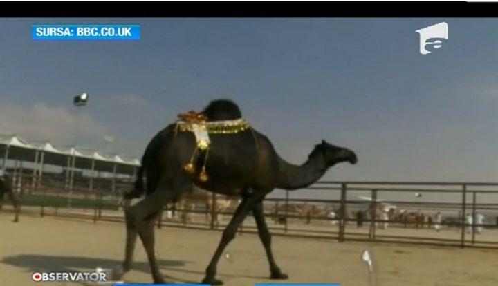 Miss "cămila", premiată cu o maşină!