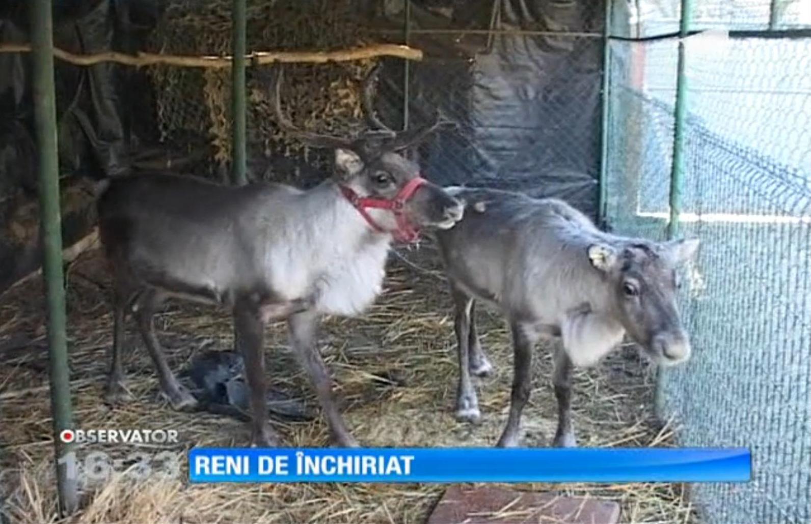 &Icirc;nchiratul renilor, afacere de sezon