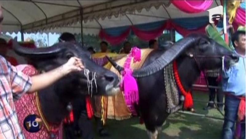 VIDEO! Casatorie intre doi bivoli in Thailanda: ceremonia a fost una traditionala si datina a fost respectata indeaproape