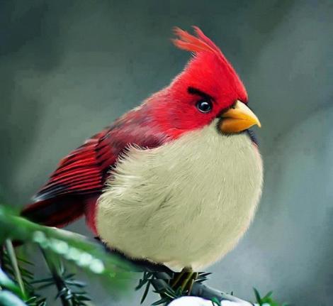 GALERIE FOTO! E pe bune: Pasarile din "Angry Birds" chiar exista!