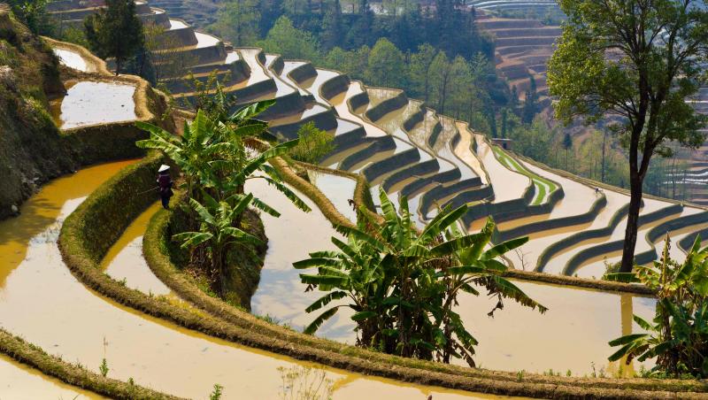 GALERIE FOTO: Cum arata culturile de orez din China