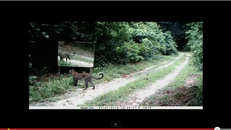 VIDEO! De ce se uita un leopard in oglinda? De curiozitate...