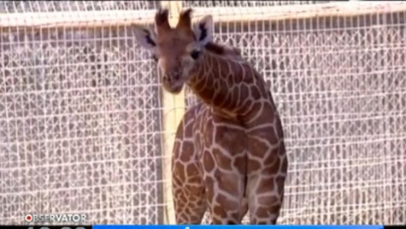 Santiago de Chile: Un pui de girafa a devenit vedeta la ZOO