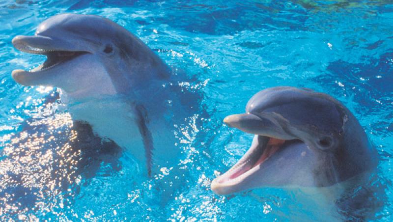 Spectacol cu delfini: Mamiferele au inotat sincron intr-un golf din San Diego