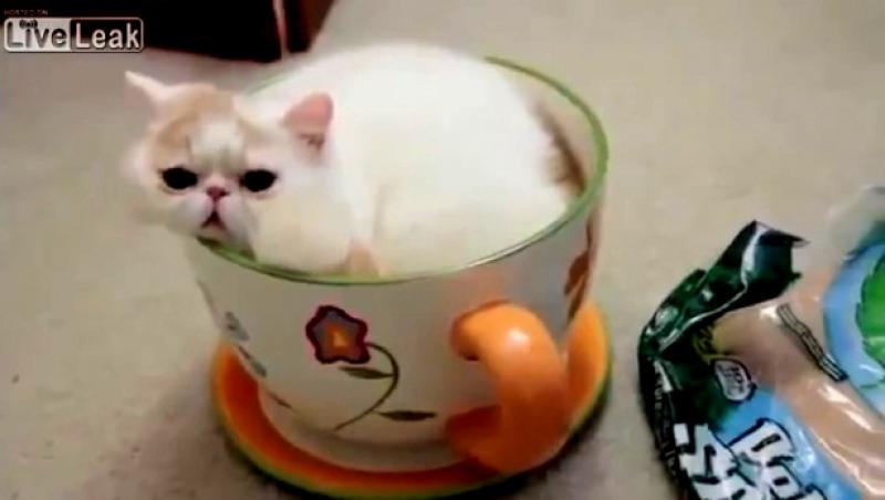 VIDEO: Cum se cuibareste o pisica intr-o... cana de cafea