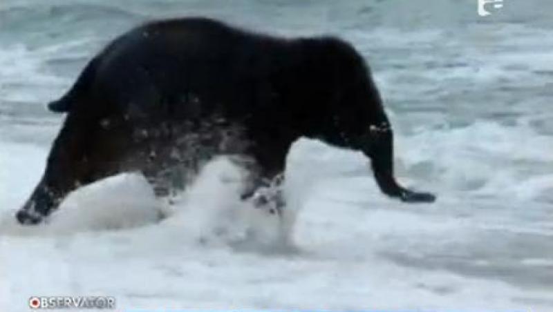 Un pui de elefant, surprins in timp ce se scalda in apele oceanului