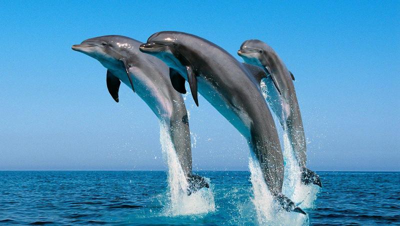 Fenomen INEDIT! Mii de delfini au fost observati in largul coastei Californiei