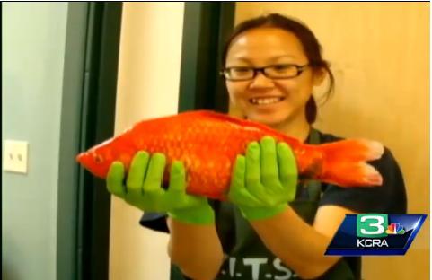 Pestisorul de aur urias, descoperit intr-un lac din SUA. Oare cate dorinte indeplineste?