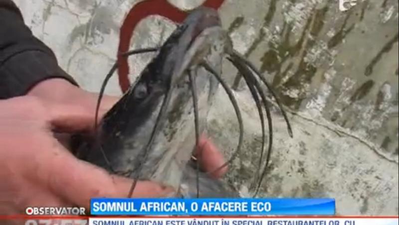 Un afacerist din Arad a pus bazele unei ferme pisciole populate cu somn african