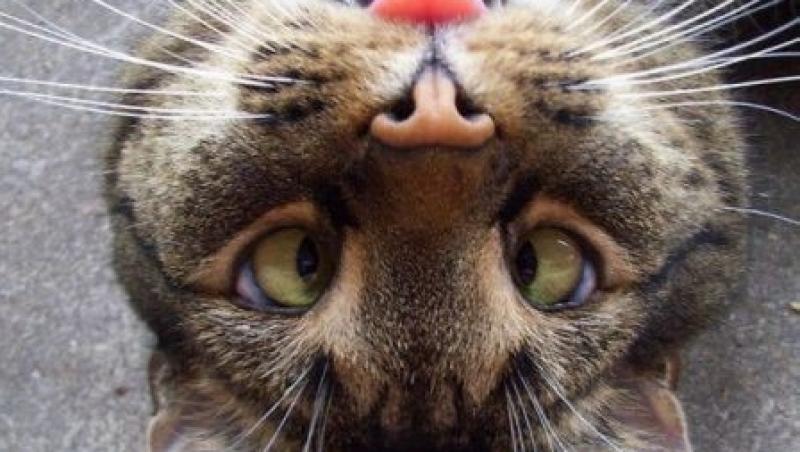 VIDEO! Cea mai inteligenta pisica din lume: e mai tare ca un acrobat!